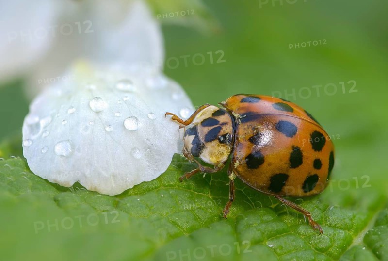 Asian ladybeetle, Asian ladybug, coccinellidae, coccinellinae, harlequin ladybug, harmonia axyridis, ladybug, beetle, coleoptera, harlequin, insects, beetles, multicolored Asian