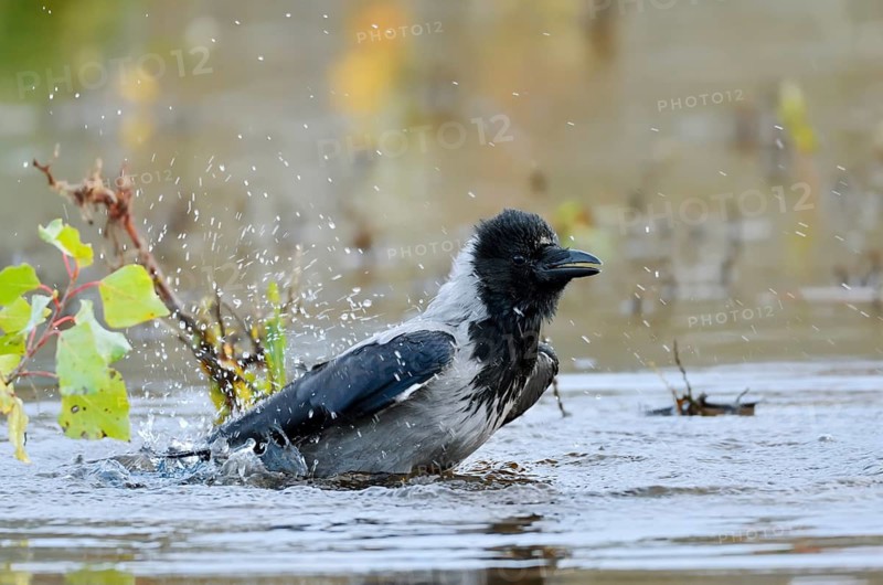 Hooded Crow (Corvus cornix), bathing, Saxony, Germany