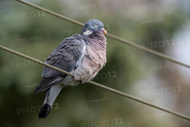 Columba palumbus, woodpigeon, birds, columbidae, doves, pigeons, birds