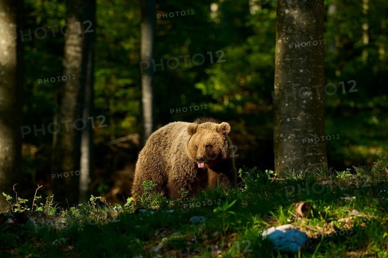 A brown bear in the forest, moving through sunlight and shade, European brown bear (Ursus arctos), Slovenia