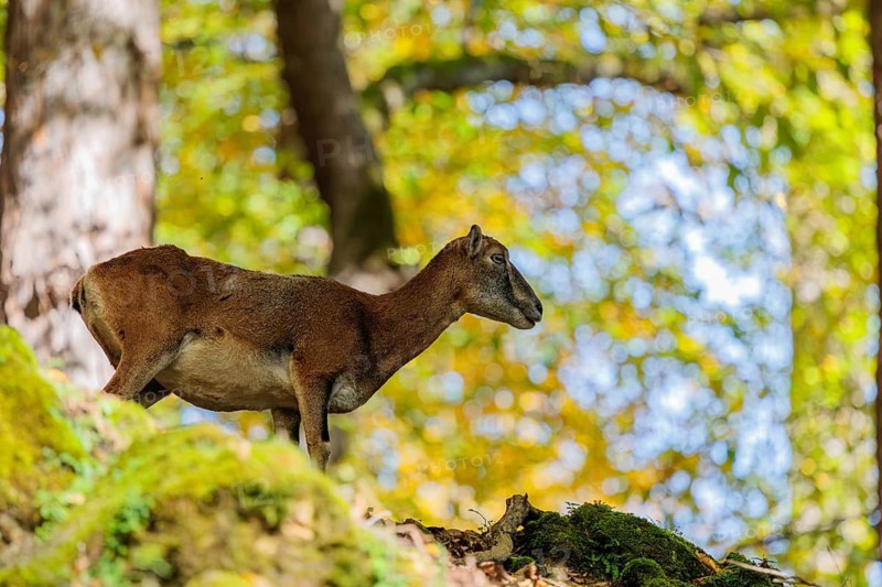 A female European mouflon (Ovis aries musimon) stands in a forest on a rocky slope, in the background, leaves bathed in light are visible. Czech Republic
