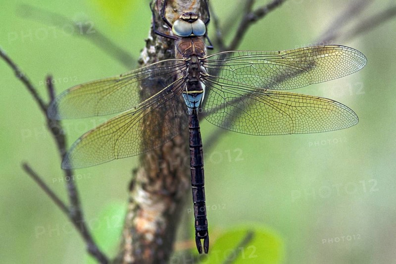 Anax Parthenope, Little King's Libelle, Lesser Emperor, Anisoptera, Damselflies, Dragonflies, Insects, Leo, Dragonflies, Male, Odonata