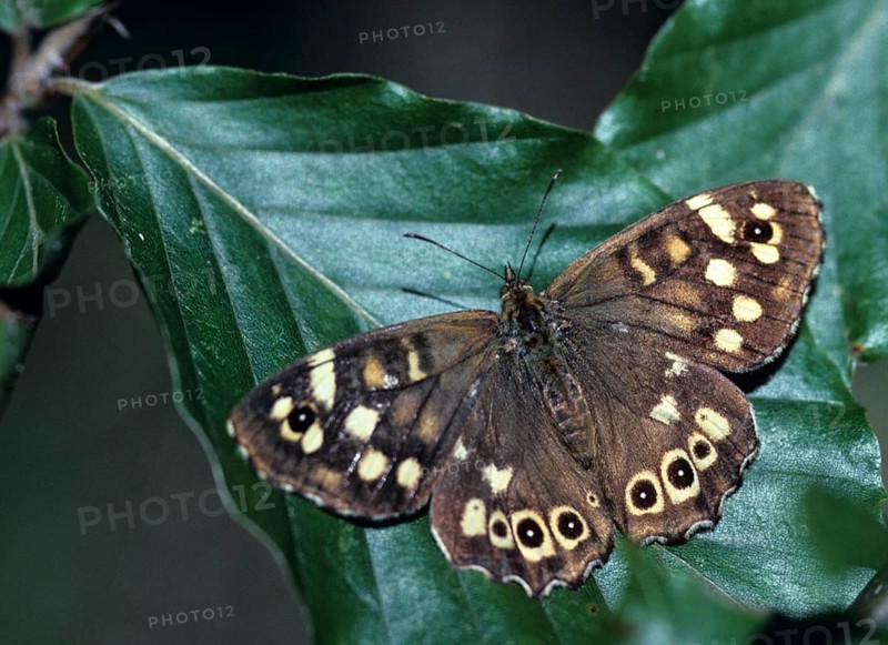 Leaf butterfly, pararge aegeria, speckled wood, forest board game, butterfly, insects, butterfly, butterflies