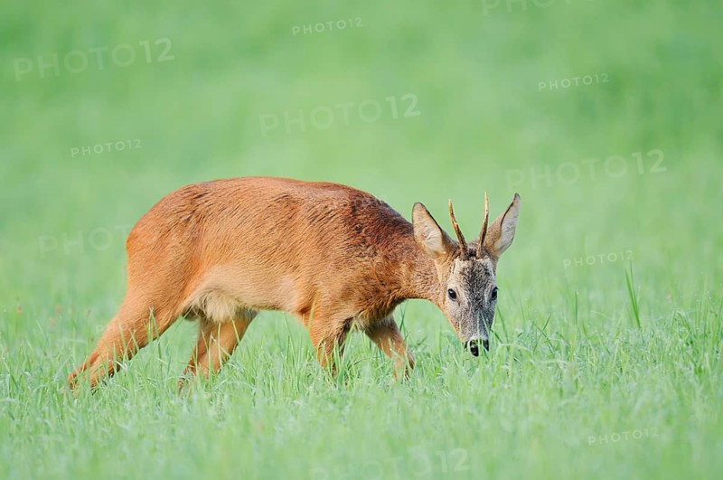 European roe deer (Capreolus capreolus), a roebuck in a meadow, North Rhine-Westphalia, Germany