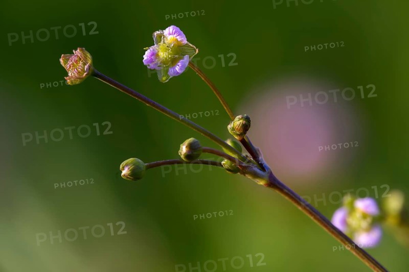 Alisma plantago-aquatica, alismataceae, frog spoon, frog spoon family, common frog spoon, flora, plants