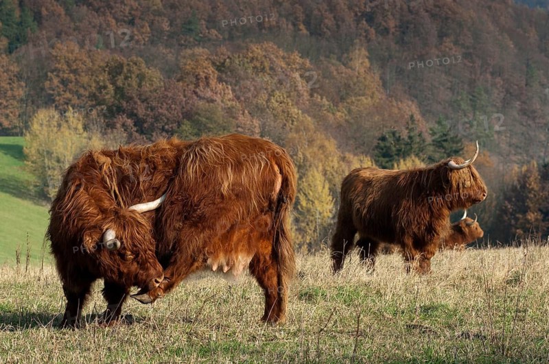 Artiodactyla, bos primigenius f. taurus, even-toed ungulate, highland cattle, kyloe, cloven-hoofed, Scottish highland cattle, domesticated animals, extensive grazing, pet, highland cattle, mammals, cattle, mammals, wild pastures