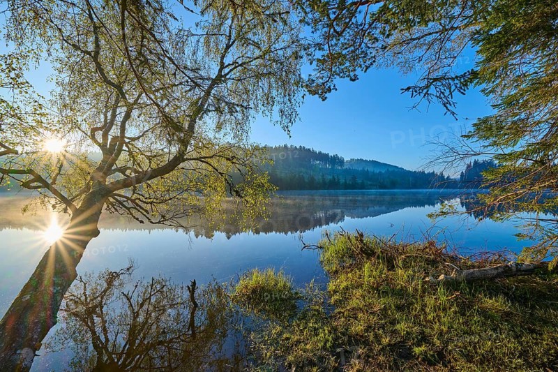 A lakeside tree in the first sunlight of the day, surrounded by quiet nature, Windgfällweiher, Lenzkirch, Black Forest, Breisgau Hochschwarzwald, Baden-Württemberg, Germany