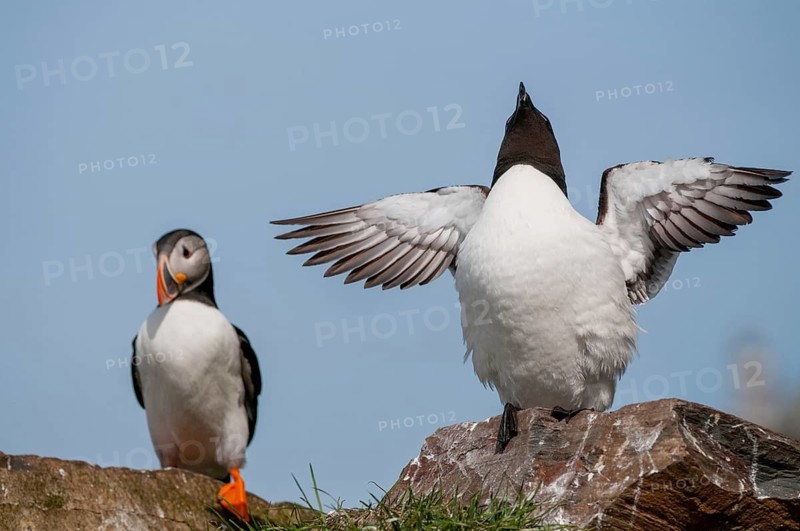 Alca Torda, Norway, Razorbill, Tordalk, Varanger, Alcidae, Alkenvögel, Birds, Lesser Auk, Razor-billed Auk, Birds, Waterbirds
