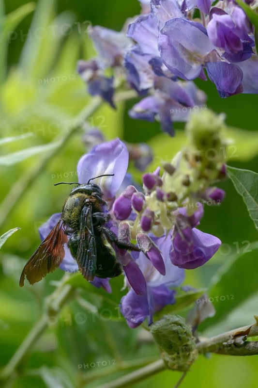 Apidae, bees, blue wood bee, large wood bee, hymenoptera, violet-winged wood bee, xylocopa violacea, high size, portrait format, insects, violet carpenter bee