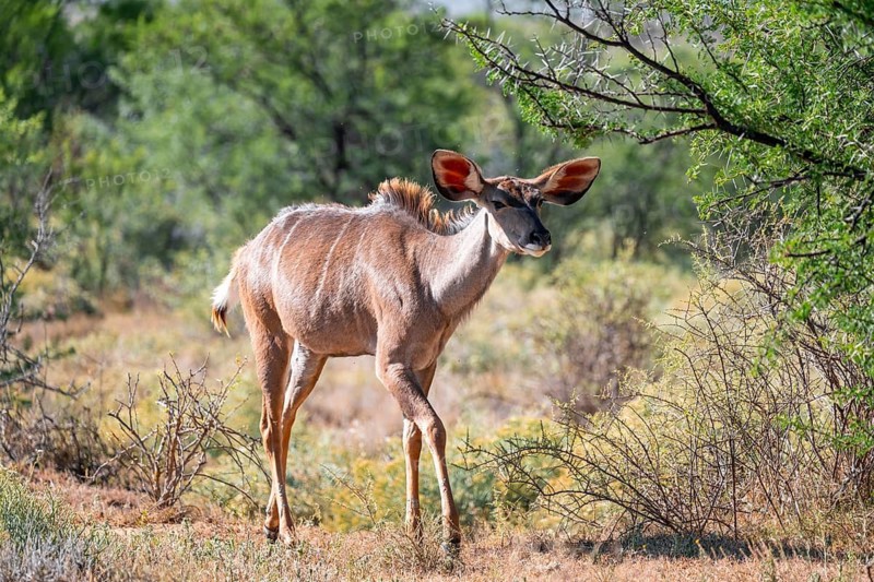 Zambezi Greater kudu (Strepsiceros zambesiensis), Greater kudu, adult, female, feeding, Mountain Zebra National Park, Eastern Cape, South Africa