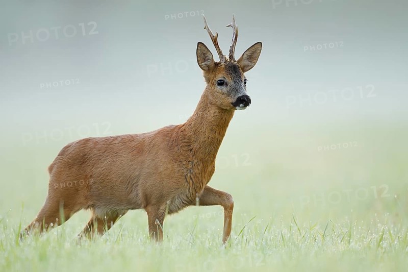 European roe deer (Capreolus capreolus), a roebuck standing in the morning mist in a meadow, North Rhine-Westphalia, Germany