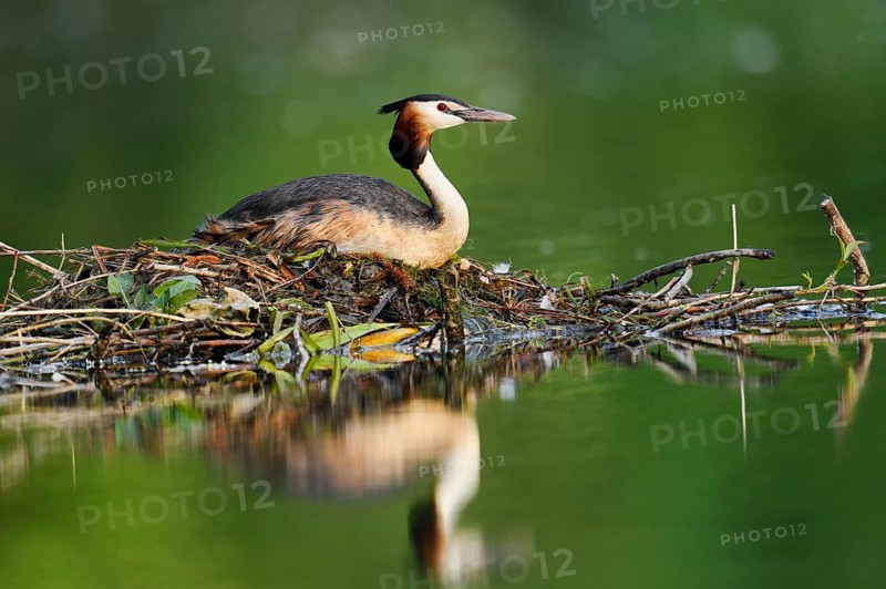 Great Crested Grebe (Podiceps Scalloped ribbonfish) sitting on its nest, North Rhine-Westphalia, Germany