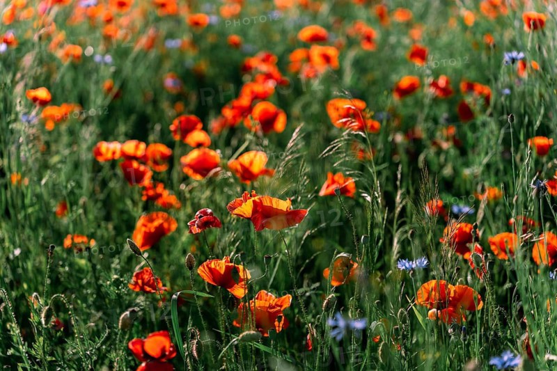 Wild poppies (Papaver rhoeas) bloom in the field in early summer