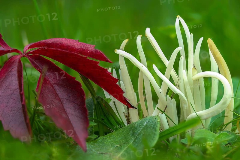 Clavaria fragilis, Clavaria vermicularis, fairy fingers, white spindle, white worm coral, meadow leg, worm-shaped tuft leg, worm-shaped club, worm-shaped meadowleg, fairy fingers, fungi, fungus, mushrooms, white spindles, white worm coral