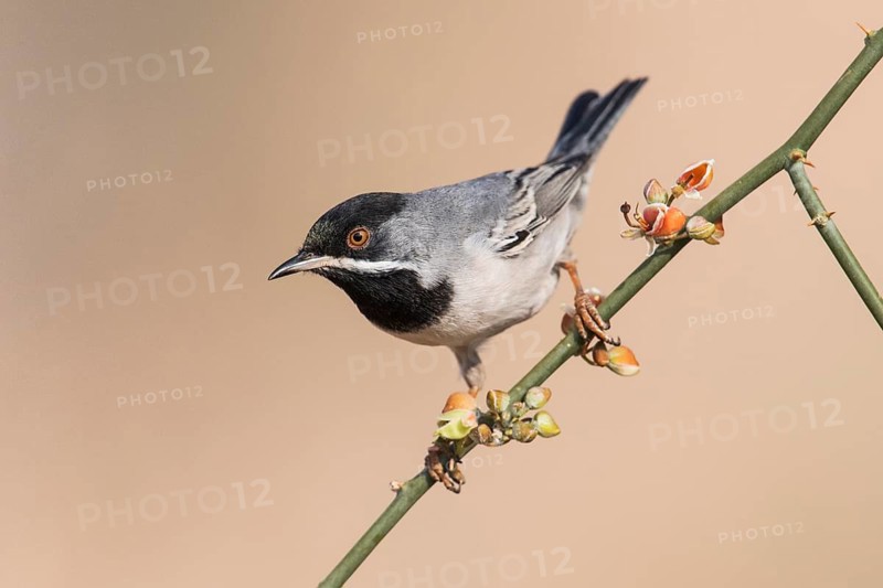 Rüppell's Warbler (Sylvia ruppeli) male, Eilat, Israel