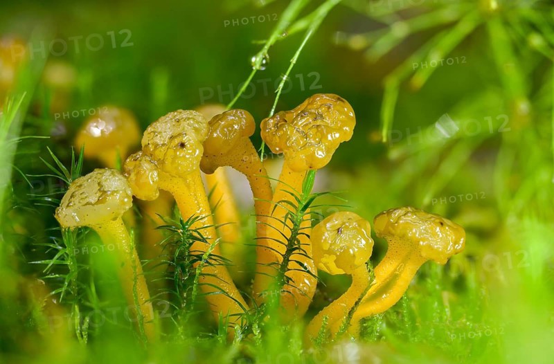 Gallat cap, gelatinous cap, common gelatinous cap, green yellow gelatinous cap, leotia gelatinosa, leotia lubrica, slippery cap mushroom, fungus, jelly baby, mushrooms