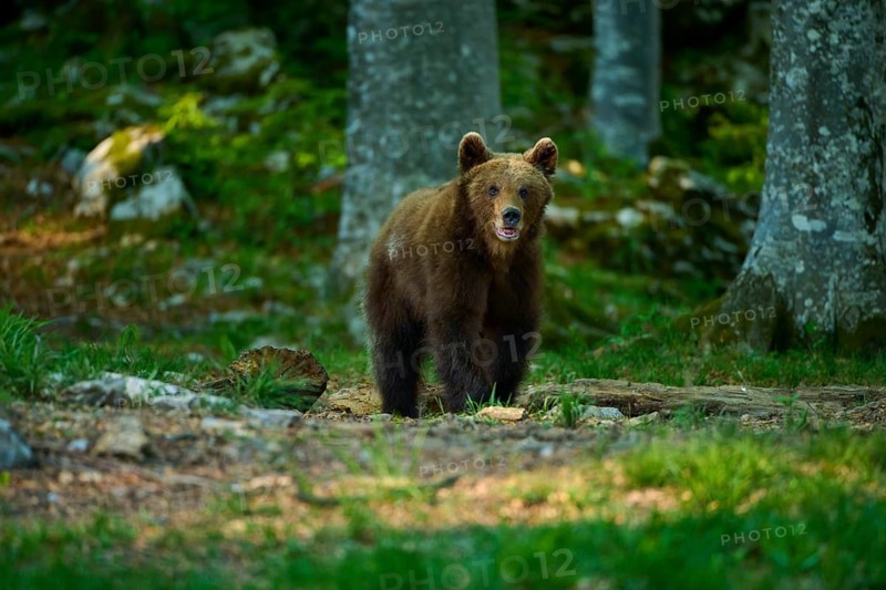 A brown bear looks intently around the open woodland, European brown bear (Ursus arctos), Slovenia