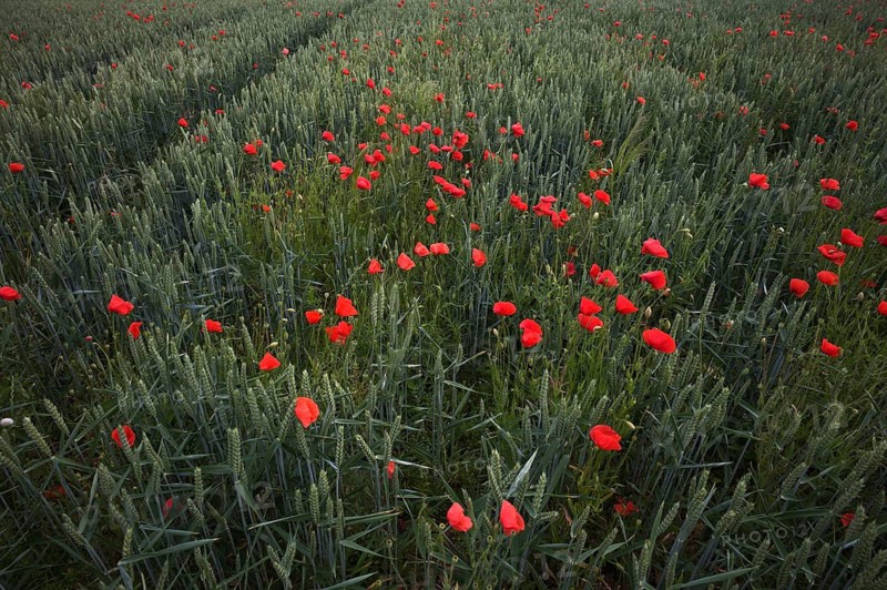 Corn poppy (Papaver rhoeas) in a wheat field, agricultural landscape, Fellbach, Baden-Württemberg, Germany