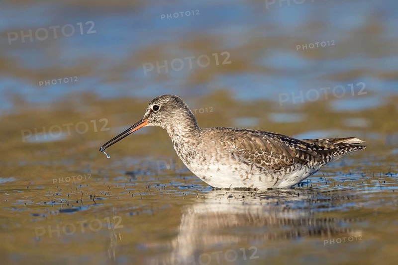 Spotted Redshank (Tringa erythropus) foraging, Lesvos, Greece