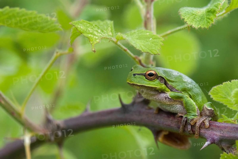 Eastern tree frog, hyla orientalis, tree frog, amphibians, amphibians, Bulgaria, frog, frog, amphibian, eastern tree frog