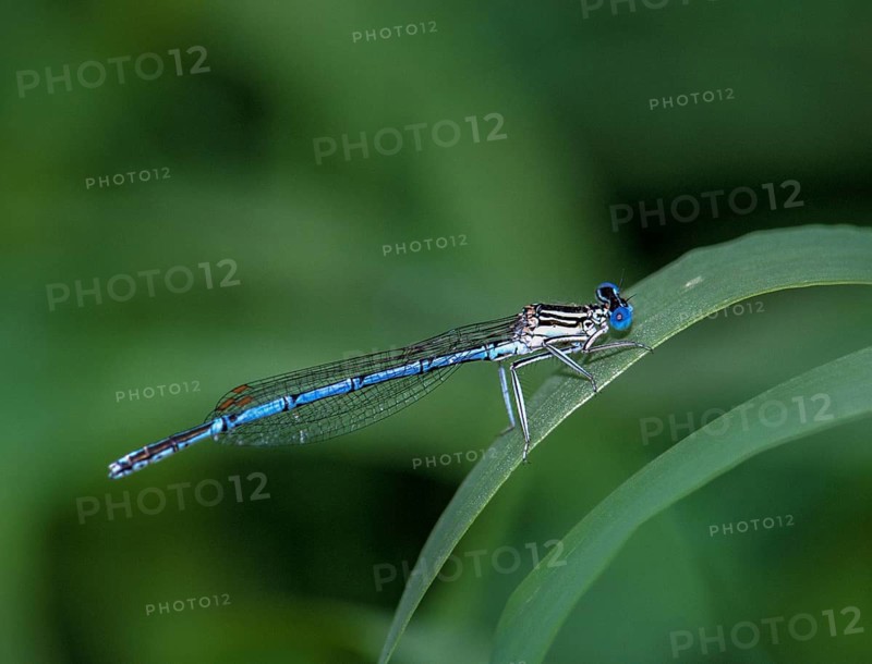 Azure damselfly, blue feather dragonfly, platycnemis pennipes, white-legged damselfly, damselflies, dragonflies, insects, leo, dragonflies, odonata, zygoptera