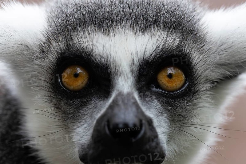 Portrait of a lemur with an intense gaze and striking yellow eyes, ring-tailed lemur (Lemur catta), portrait, in captivity, Apenheul, Netherlands