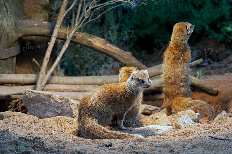Fox mongooses (Cynictis penicillata) under a heat lamp, Nuremberg Zoo, Middle Franconia, Bavaria, Germany, PR available