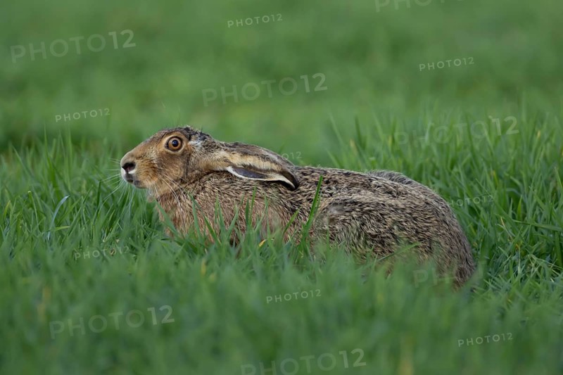 European brown hare (Lepus europaeus) adult animal in a farmland cereal crop in spring, England, United Kingdom