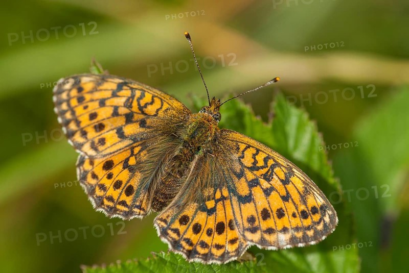 Brenthis Ino, Lesser Marbled Fritillary, Meadowsweet Pearl Butterfly, Purple Silver Butterfly, Insects, Butterfly, Butterfly, Butterflies