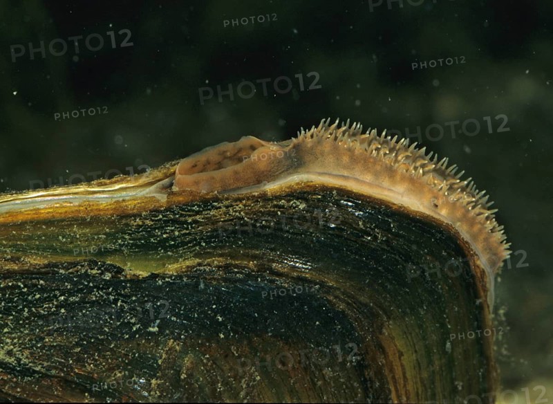 Anodonta cygnea, duck mussel, common pond mussel, swan mussel, pond mussel, river mussel, leo, mussels, pond mussels, molluscs