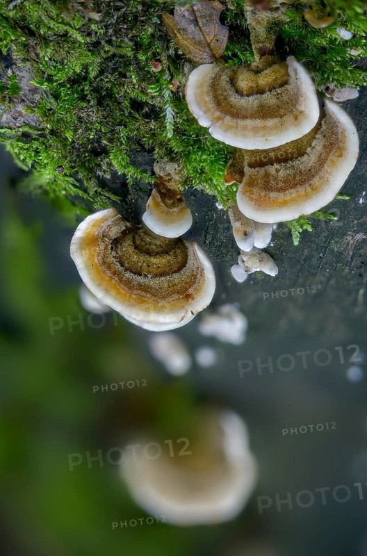 Auricularia reflexa, corticium reisneri, stereum hirsutum, stereum leoninum, stereum persoonianum, weedy layered mushroom, thelephora hirsuta, false turkey tail, fungi, fungus, high size, vertical format, mushrooms