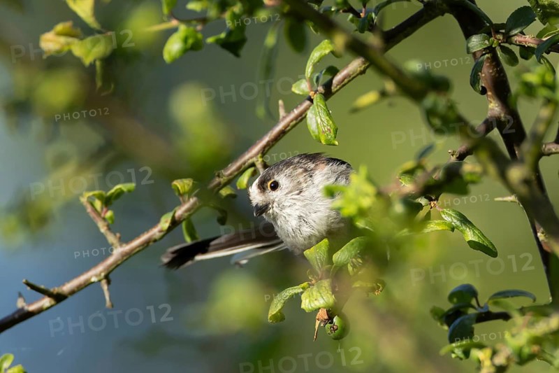 Long tailed tit (Aegithalos caudatus) adult bird on a tree branch in a hedgerow, England, United Kingdom