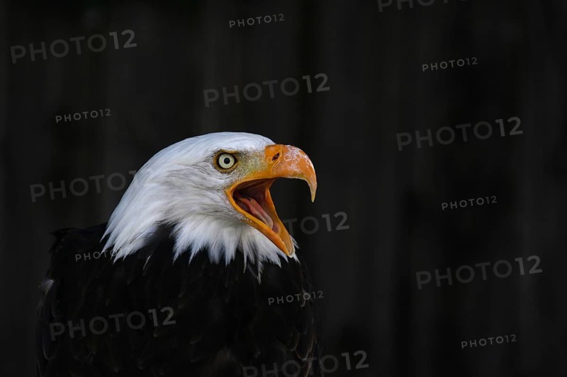 A bald eagle with its beak open against a dramatic, dark background, bald eagle (Haliaeetus leucocephalus), screeching, in captivity, Baden-Württemberg, Germany