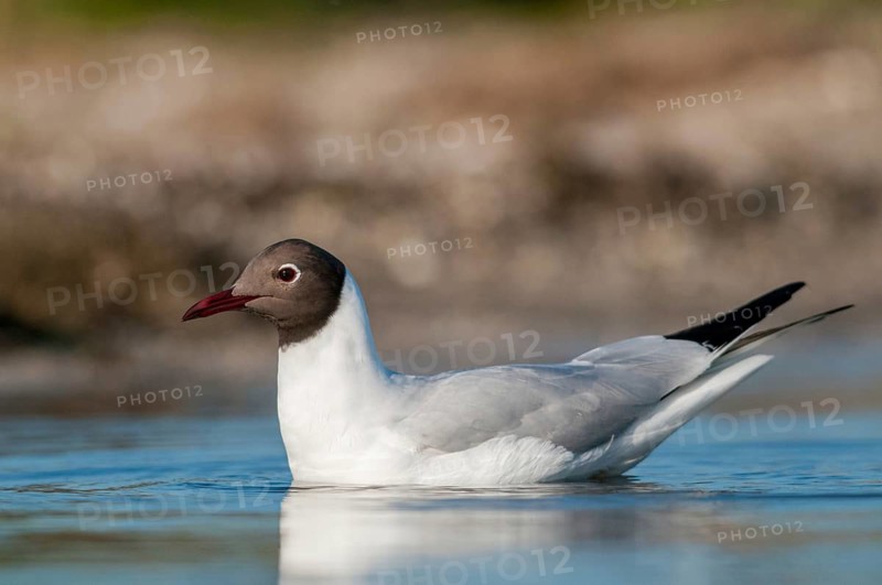 Black-headed gull, Chroicocephalus ridibundus, black-headed gull, Larus ridibundus, birds, charadriiformes, gulls, limicols, seagulls, birds