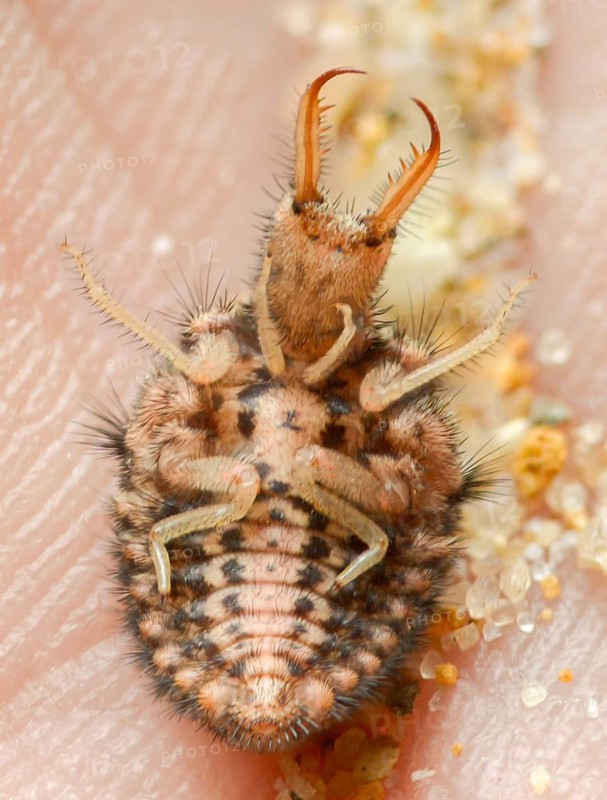 Ant maids, ant lion, Euroleon nostras, spotted winged ant maid, myrmeleontidae, neuroptera, Suffolk antlion, high size, portrait format, insects, larva, larva, reticulated, underside