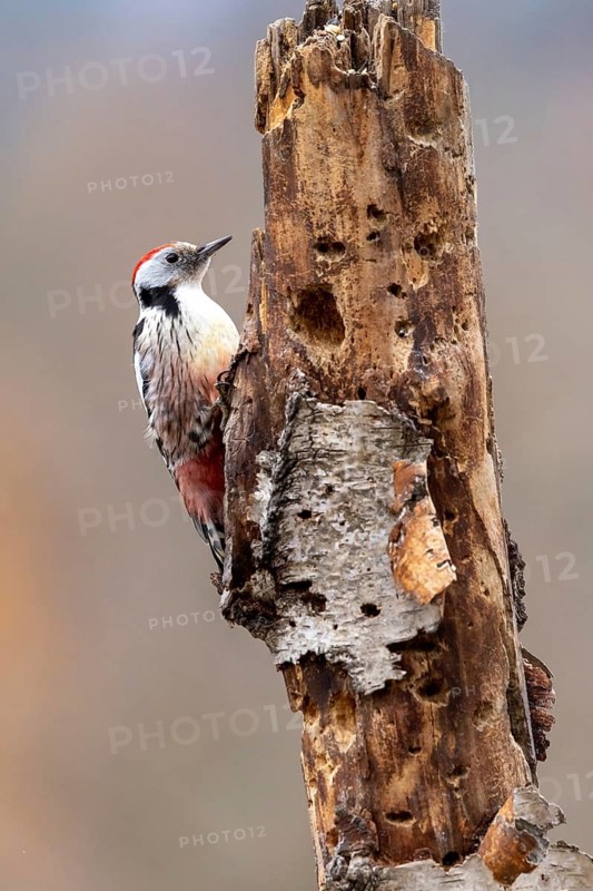 A woodpecker explores a tree trunk whilst the warm autumn sun illuminates the wood, Middle Spotted Woodpecker (Dendrocopos medius), foraging on a tree trunk, Baden-Württemberg, Germany