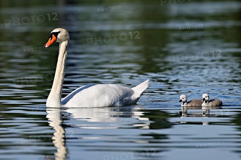 Mute swan (Cygnus olor), a male with two cygnets swimming in Lake Zug, Canton of Zug, Switzerland