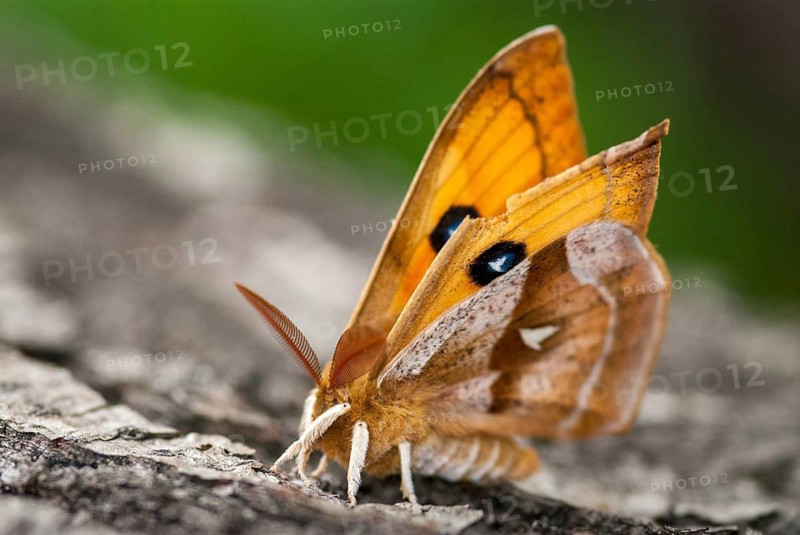 Aglia dew, nail spot, butterfly, insects, insects, leo, moths, moth, butterfly, dew emperor