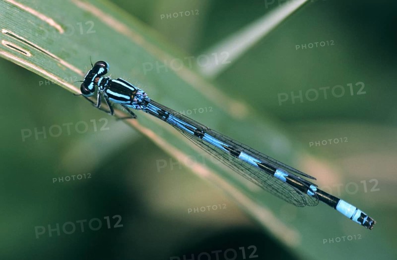 Coenagrion ornatum, ornate flower, azurmaid, damselflies, dragonflies, insects, leo, dragonflies, male, odonata, zygoptera