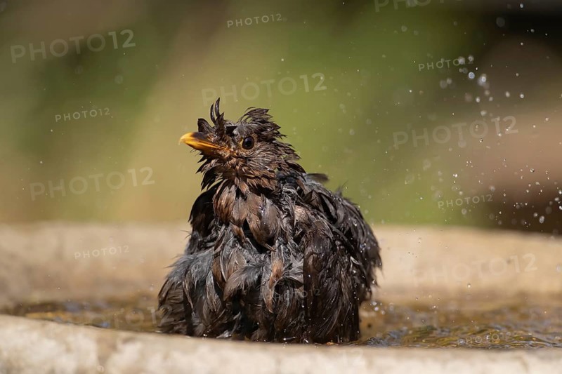 European blackbird (Turdus merula) adult female bird bathing in a garden bird water bath, Suffolk, England, United Kingdom
