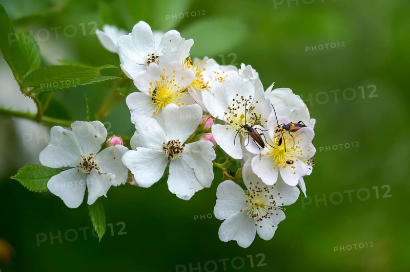 Tuft rose, eijitsu rose, Japanese rose, polyantha rose, panicle rose, pink multiflora, rosaceae, rose family, multi-flowered rose, baby rose, flora, many-flowered rose, multiflora rose, plants, plants, Rambler rose, seven-sisters rose
