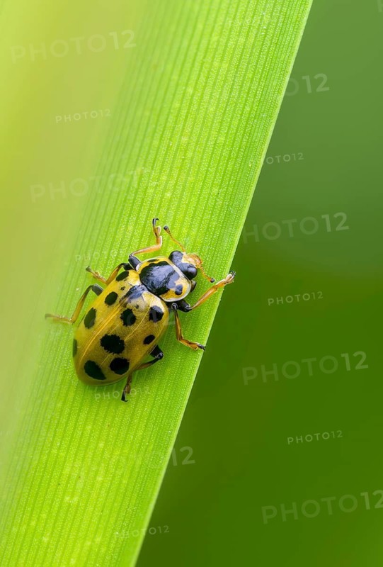13-spotted lady beetle, thirteen-point ladybird, thirteen-spotted marsh ladybird, Hippodamia tredecimpunctata, thirteen spot lady beetle, beetle, coleoptera, high size, portrait format, insects, beetles
