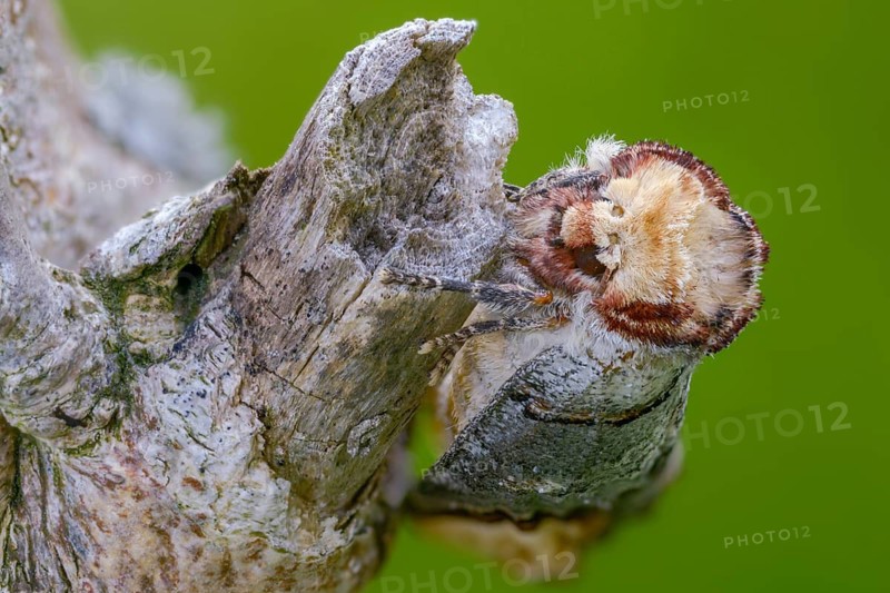 Buff tip, moonspot, moonbird, phalera bucephala, insects, moths, moths, butterflies