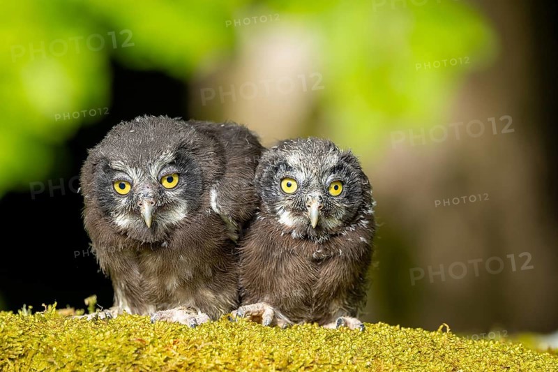 Two owls are perched side by side on a moss-covered branch in a quiet forest: a Tengmalm's owl (Aegolius funereus), Tengmalm's owl, chicks, young birds, young owls, siblings, nest, moss, alert, together, in spring, Bohemian Forest, Czech Republic