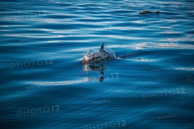 A dolphin swims in the sparkling blue ocean, the sun glints off the water, a short-beaked common dolphin (Delphinus delphis) in the Atlantic off the Algarve, Portugal