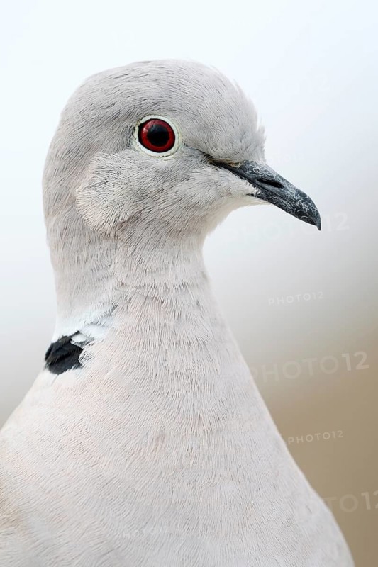 Eurasian Collared Dove (Streptopelia decaocto), portrait, Fuerteventura, Canary Islands, Spain