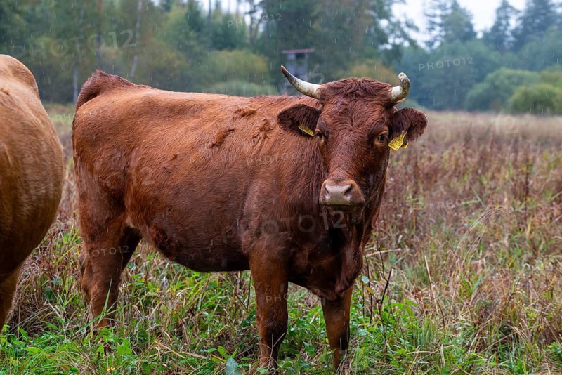 Artiodactyla, Bavaria, Bos Taurus sspec.5, cattle, even-toed ungulate, Höhenvieh, Upper Palatinate, cloven-hoofed, Rotes Höhenvieh, Tirschenreuth, Waldnaab, Waldnaabaue, wild willows Waldnaabaue, domesticated animals, extensive grazing, pet, mammals, cattle, mammals