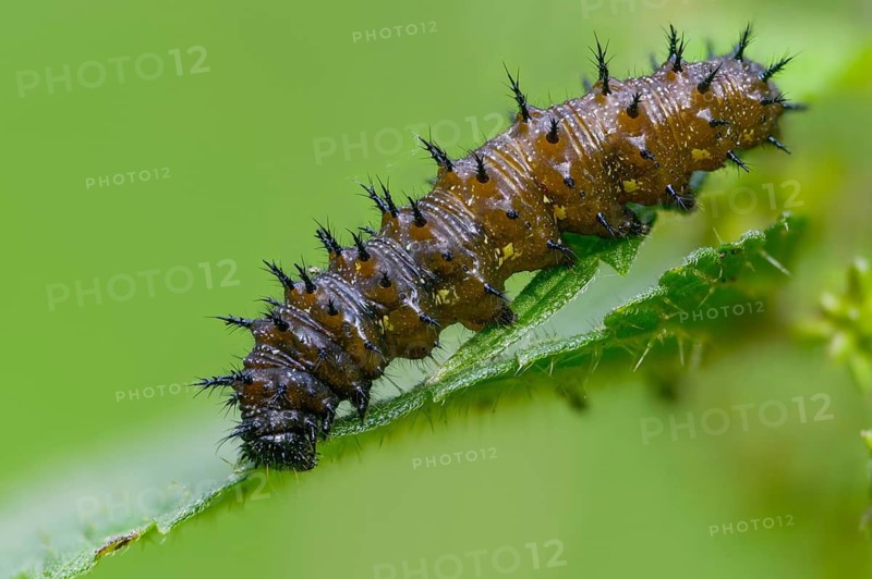 Admiral, nettle, large stinging nettle, red admiral, urtica dioica, urticaceae, Vanessa atalanta, nettle, butterfly, common nettle, flora, inchworm, insects, nettle, nettle leaf, plants, caterpillar, butterflies, stinging nettle, butterflies, stinging nettle, butterflies