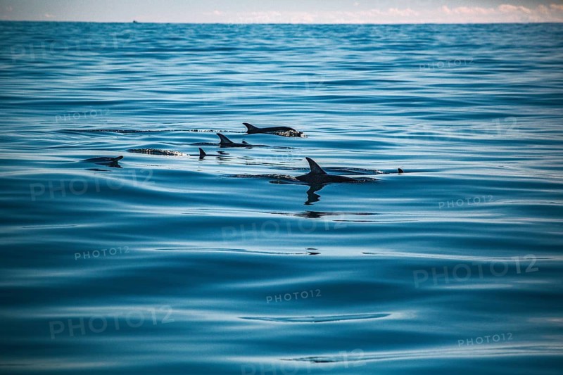 A pod of dolphins cuts through the water as they swim in the ocean: short-beaked common dolphins (Delphinus delphis) in the Atlantic off the Algarve, Portugal