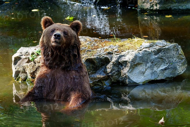 Brown bear (Ursus arctos), Germany. A bear is sitting relaxed in the water next to a large rock